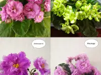 Продам излишки домашних фиалок Могилев, фотография 5