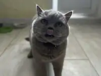 Кошка Мила в добрые руки