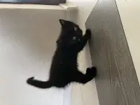 Котята в дар, фотография 3