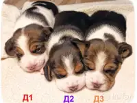Милые щенки Бигль, фотография 2