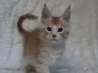 Котенок мейн-кун ищет любящих хозяев., фотография 2