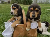 Продаются щенки эстонской гончей