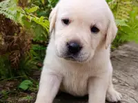 Щенки лабрадора (палевые) из питомника MercuryPuppy, фотография 2