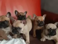 Французский бульдог щенки, фотография 1
