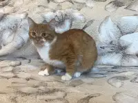 Чудесный рыжик в дар, фотография 4