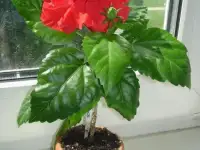 Продам цветы, фотография 9