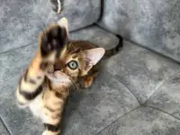 Продам бенгальских котят, фотография 3