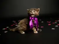 котята мейн-кун, фотография 5