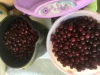 Продам ягоды вишни