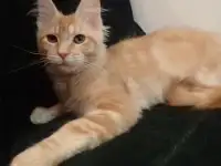 Мейн Кун, фотография 3