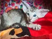 Ориентальная кошка, фотография 6