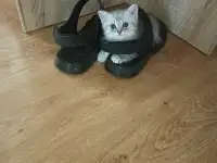 Шотландский котенок, фотография 4