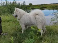 Вязка, кобель Самоед, фотография 6