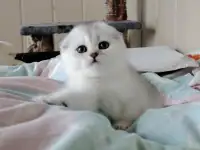 Коштландская кошечка, котенок.