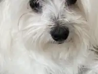 Вязка собак.
