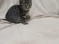 Шотландская девочка