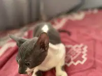 Котята Корниш-рекс, фотография 2