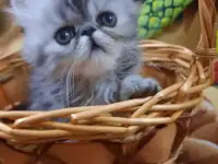 Продается персидский котик, фотография 5