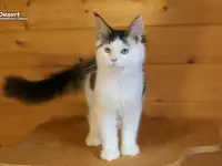Мейн-кун котёнок  мальчик, фотография 4