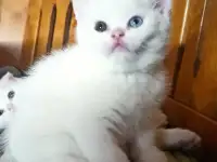 Шотландцы, фотография 5