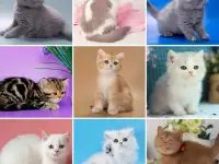 Британские Котята От Чемпионов - Много окрасов!, фотография 4