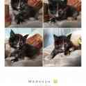 Мейн-кун, котята, фотография 3
