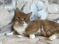 Чудесный рыжик в дар, фотография 6
