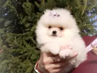 Померанский шпиц, щенки. Мини мишки, фотография 7