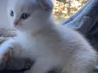 Шотландский котенок, фотография 2