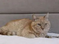 Чудесный рыжий котик Симбочка ищет дом и семью!, фотография 6