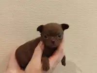 Чихуахуа