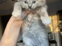 Котята шотландские, фотография 2