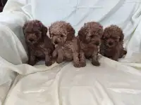 Той Пуделя щенки, фотография 2