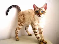 Бенгальские котята, фотография 5