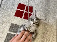 Котенок мейн кун, фотография 3