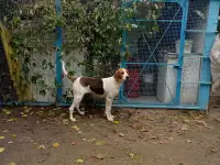 Продам англорусскую гончую, фотография 2