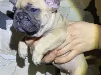 Французский бульдог, фотография 2