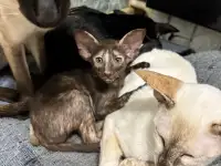 Ориентальные котята, фотография 2