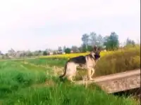 Продам щенков черной немецкой овчарки, фотография 3
