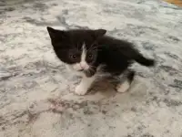 Котята в дар, фотография 5