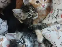 Котята породы Мейн-кун, фотография 10
