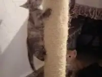 Дарю котят, фотография 3