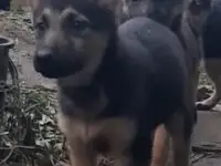 Немецкая овчарка