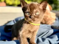 Котёнок Европейской бурмы, фотография 11