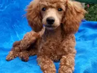 Карликовый пудель, фотография 4