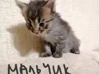 Котята, фотография 5