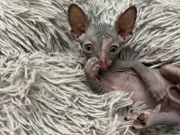 Котята канадского сфинкса, фотография 3
