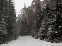 Дача, р-н, с/т Лесовод. уч. 50., фотография 8