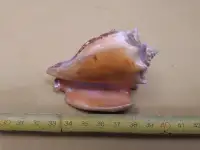 Ракушки ракушка Куба Cuba цена за шт Торг, фотография 3