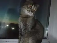 потерялся кот